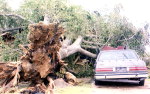 Thankfully no one was inside the car when this mammoth tree was ripped from the ground during the high winds of the hurricane.