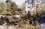 Hurricane Isabel, Willamsburge VA.<br /><br />Trees were up rooted from the high winds and blew over easily because the ground was saturated.